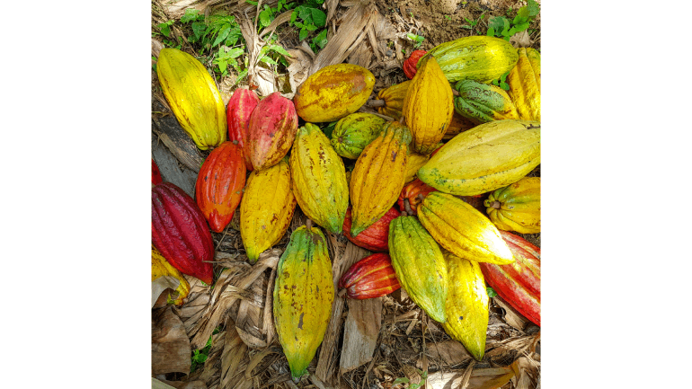 Cocoa
